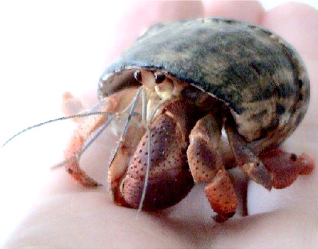 Caribbean Hermit Crab